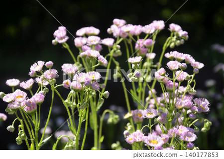 Hallion flowers Hallion flowers 140177853