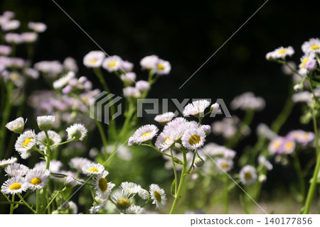 Hallion flowers Hallion flowers 140177856