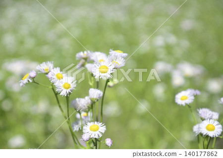 Hallion flowers Hallion flowers 140177862
