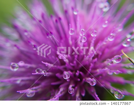 A macro shot of a thistle, beautifully shimmering with water droplets. A macro shot of a thistle, beautifully shimmering with water droplets. 140177867