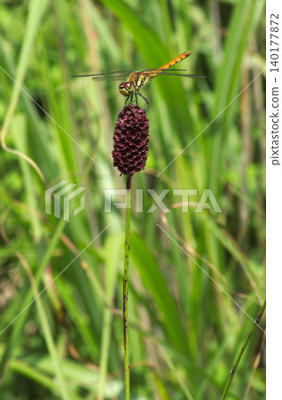 A red dragonfly perched on a Sanguisorba flower in Kirigamine. A red dragonfly perched on a Sanguisorba flower in Kirigamine. 140177872