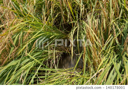 ear of rice, paddy, rice plant 140178001