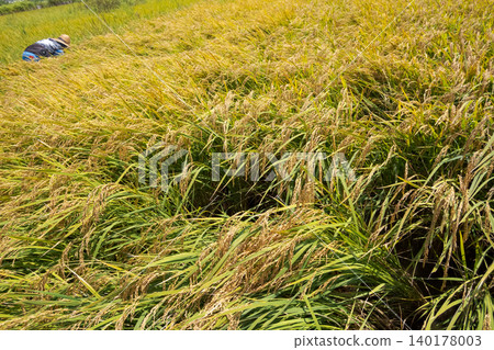 ear of rice, rice crop, rice cultivation 140178003