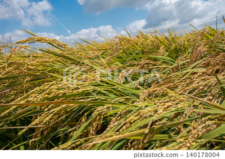 ear of rice, paddy, rice plant 140178004