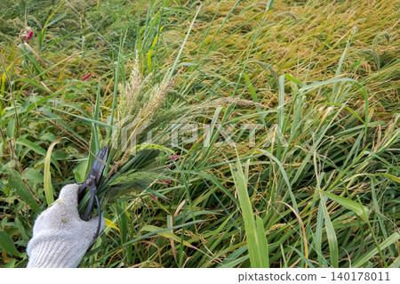 A farmer cuts the barnyard grass heads with scissors before the rice harvest. A farmer cuts the barnyard grass heads with scissors before the rice harvest. 140178011