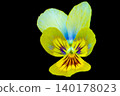 Yellow pansies that hold light 140178023