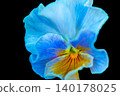 Pansies adorned with a soft glow 140178025