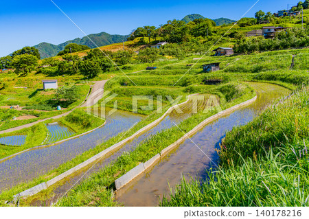 [Nagano Prefecture] Obasute Rice Terraces - Rice Planting Season 140178216