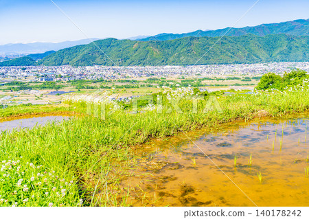 [Nagano Prefecture] Obasute Rice Terraces - Rice Planting Season 140178242