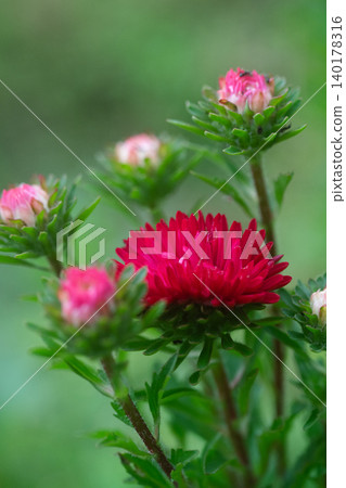 Red aster flower Red aster flower 140178316