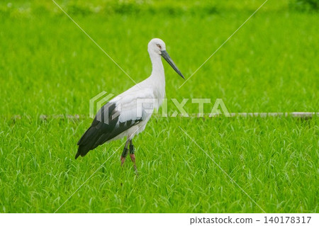 Stork of paddy field Stork of paddy field 140178317
