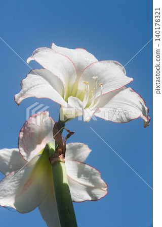 Amaryllis (white flower) Amaryllis (white flower) 140178321
