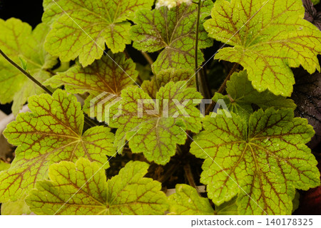 Huculler's leaves Huculler's leaves 140178325