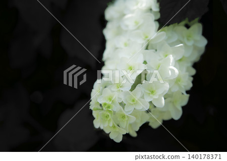 Kashiwaba繡球花 Kashiwaba繡球花 140178371