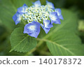  hydrangea 140178372