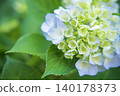  hydrangea 140178373