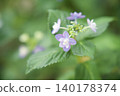  hydrangea 140178374