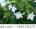  hydrangea 140178375