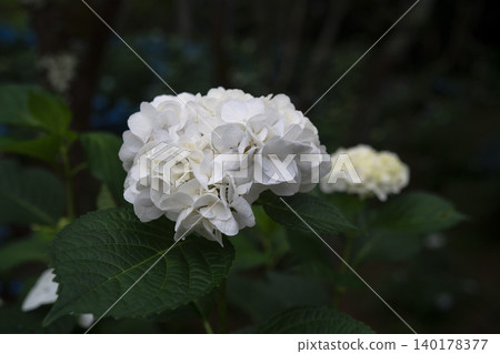 White hydrangea White hydrangea 140178377