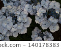 淺藍色繡球花盛開了。 140178383