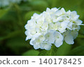  hydrangea 140178425