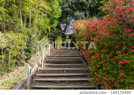 卡薩馬杜鵑公園入口階梯上盛開的紅色杜鵑花 卡薩馬杜鵑公園入口階梯上盛開的紅色杜鵑花 140178499