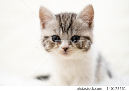 A close-up of a kitten staring at the camera. A close-up of a kitten staring at the camera. 140178561
