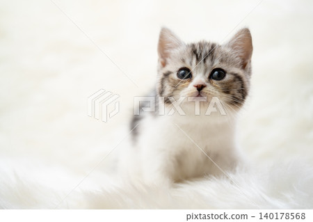 A cute kitten sitting on a white carpet, looking up. A cute kitten sitting on a white carpet, looking up. 140178568