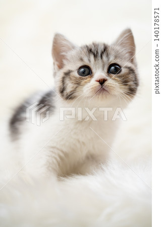 An adorable kitten gazing gently upwards in a vertical composition. An adorable kitten gazing gently upwards in a vertical composition. 140178571