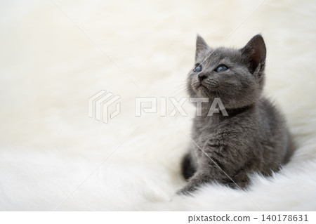 Chartreux kitten Chartreux kitten 140178631
