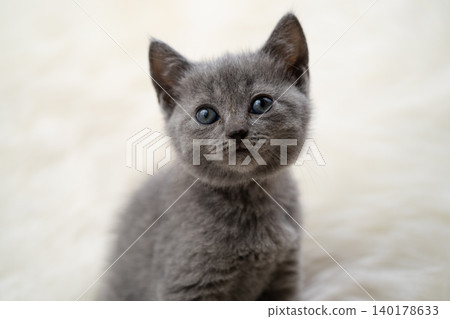 Chartreux kitten Chartreux kitten 140178633