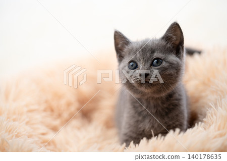 Chartreux kitten Chartreux kitten 140178635