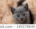 Chartreux kitten 140178640