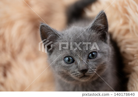 Chartreux kitten Chartreux kitten 140178640