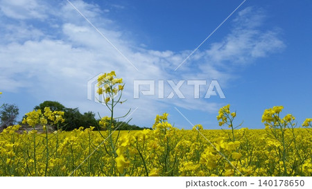Rape flower field and blue sky Rape flower field and blue sky 140178650