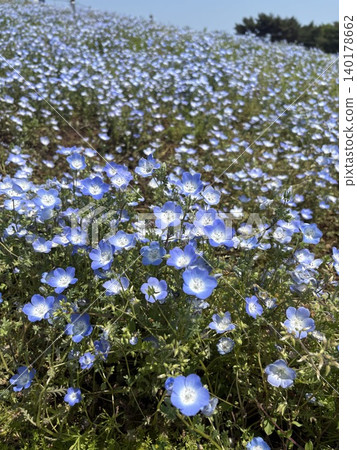 Nemophila Nemophila 140178662