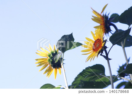 A sunflower blooming towards the sky A sunflower blooming towards the sky 140178668