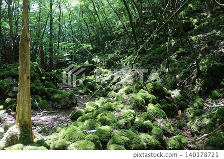 青苔的原始森林 青苔的原始森林 140178721