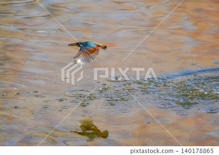 A kingfisher flying over the water's surface. A kingfisher flying over the water's surface. 140178865
