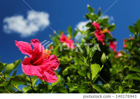 Okinawa blue sky and red hibiscus Okinawa blue sky and red hibiscus 140178943