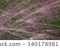 Pink Muhlenbergia capillaris flowers 140178981