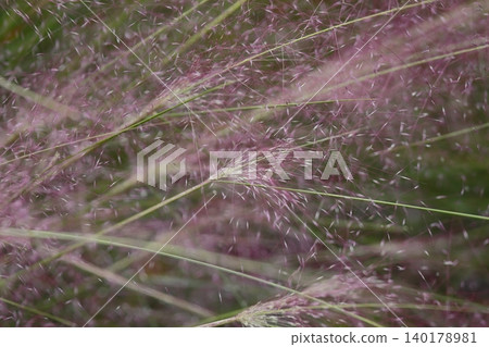 Pink Muhlenbergia capillaris flowers 140178981