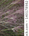 Pink Muhlenbergia capillaris flowers 140178982