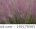 Pink Muhlenbergia capillaris flowers 140178983