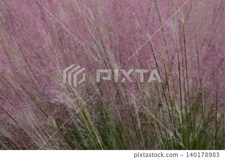 Pink Muhlenbergia capillaris flowers 140178983