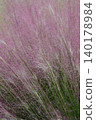 Pink Muhlenbergia capillaris flowers 140178984