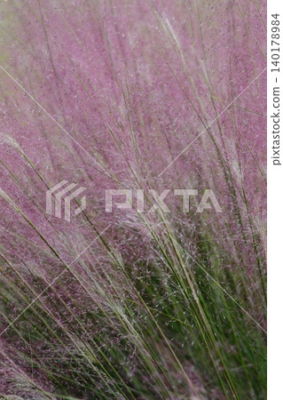 Pink Muhlenbergia capillaris flowers 140178984