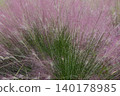 Pink Muhlenbergia capillaris flowers 140178985