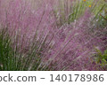 Pink Muhlenbergia capillaris flowers 140178986