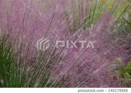 Pink Muhlenbergia capillaris flowers 140178986